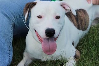 American Staffordshire Terrier-Unknown Mix Dogs for adoption in Nashville, TN, USA