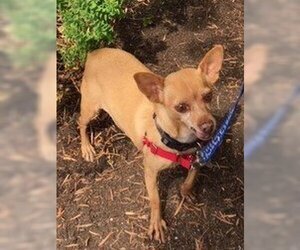 Chihuahua Dogs for adoption in Carlsbad, CA, USA