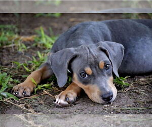 Doberman Pinscher-Unknown Mix Dogs for adoption in Lakewood, CO, USA