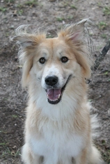 Gollie Dogs for adoption in McDonough, GA, USA