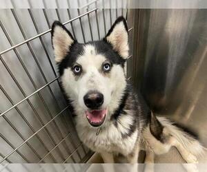 Siberian Husky Dogs for adoption in Denver, CO, USA
