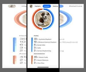 Australian Shepherd-Huskies Mix Dogs for adoption in Walnutport, PA, USA