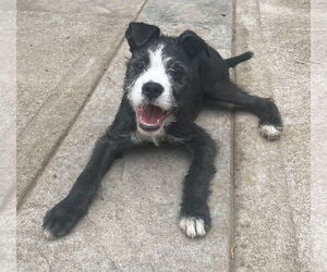 Mutt Dogs for adoption in Holly Springs, NC, USA