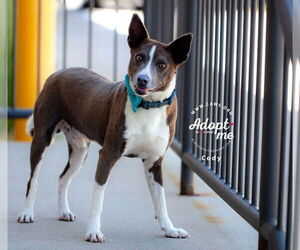 Basenji-Unknown Mix Dogs for adoption in Salt Lake City, UT, USA
