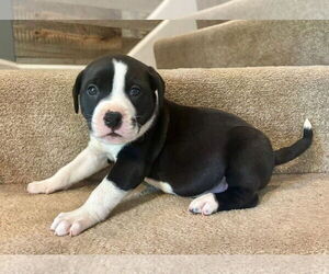 American Pit Bull Terrier-American Staffordshire Terrier Mix Dogs for adoption in Hillsboro, MO, USA