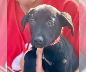 Gollie Dogs for adoption in Canton, CT, USA