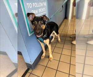 German Shepherd Dog Dogs for adoption in Burbank, CA, USA