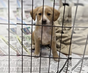 Dachshund-Unknown Mix Dogs for adoption in SHERBURNE, NY, USA
