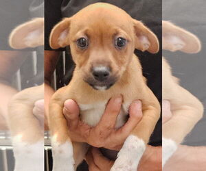 Mutt Dogs for adoption in Royal Palm Beach, FL, USA