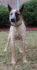 Catahoula Leopard Dog Dogs for adoption in Little Rock, AR, USA