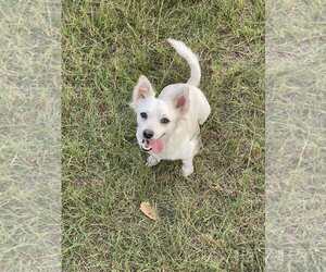 Chihuahua-Unknown Mix Dogs for adoption in Minneapolis, MN, USA