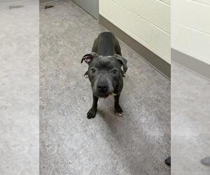 American Pit Bull Terrier Dogs for adoption in Saginaw, MI, USA