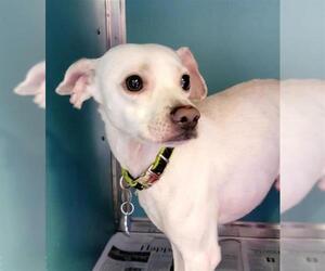 Chihuahua-Unknown Mix Dogs for adoption in San Antonio, TX, USA