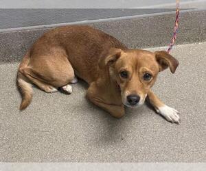 Chihuahua-Unknown Mix Dogs for adoption in Las Vegas, NV, USA