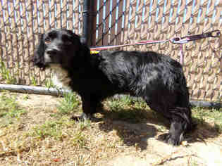 Cocker Spaniel Dogs for adoption in Norco, CA, USA