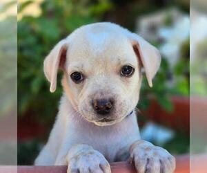 Chihuahua-Unknown Mix Dogs for adoption in San Diego, CA, USA