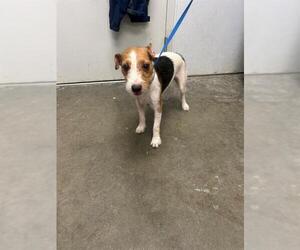 Rat Terrier Dogs for adoption in Rosenberg, TX, USA