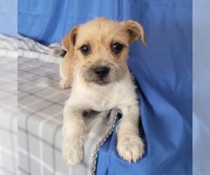 Chihuahua-Unknown Mix Dogs for adoption in Minneapolis, MN, USA