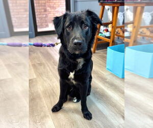 Labrador Retriever-Unknown Mix Dogs for adoption in Claremore, OK, USA