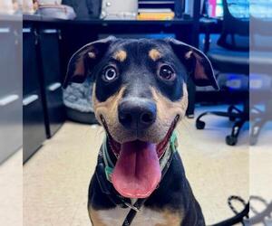 Doberman Pinscher Dogs for adoption in Olathe, KS, USA