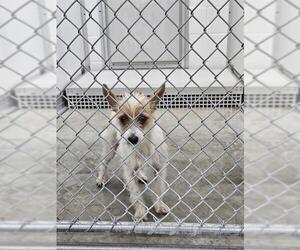 Mutt Dogs for adoption in Temple, TX, USA