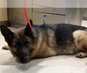 German Shepherd Dog-Unknown Mix Dogs for adoption in Riverside, CA, USA
