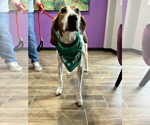 Mutt Dogs for adoption in Sanderson, FL, USA