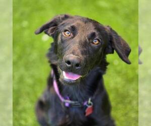 Labrador Retriever-Unknown Mix Dogs for adoption in San Diego, CA, USA