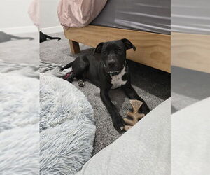 American Staffordshire Terrier-Unknown Mix Dogs for adoption in Ogden, UT, USA