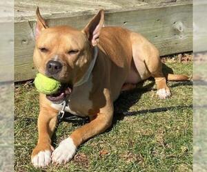 American Pit Bull Terrier Dogs for adoption in Clarkston, MI, USA