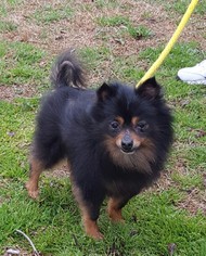 Pomeranian Dogs for adoption in Hollywood, MD, USA
