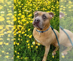 American Staffordshire Terrier-Unknown Mix Dogs for adoption in Lake Forest, CA, USA