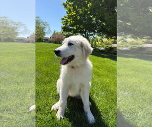 Great Pyrenees Dogs for adoption in Croydon, NH, USA