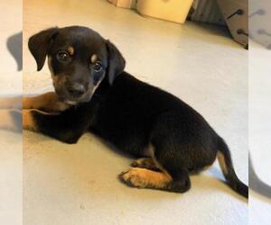 Dachshund Dogs for adoption in San Marcos, TX, USA