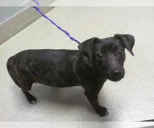 Chihuahua-Unknown Mix Dogs for adoption in Las Vegas, NV, USA