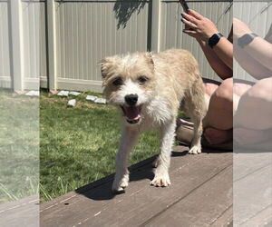 Mutt Dogs for adoption in Sandy, UT, USA
