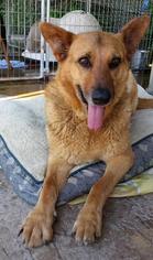 German Shepherd Dog Dogs for adoption in Jefferson, TX, USA