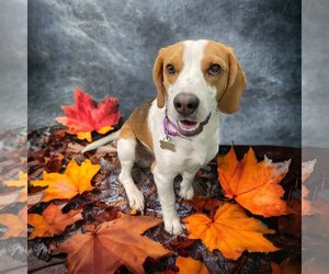 Beagle Dogs for adoption in Skokie, IL, USA
