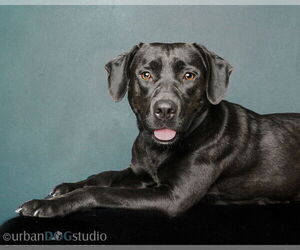 Labrador Retriever-Unknown Mix Dogs for adoption in Tampa, FL, USA