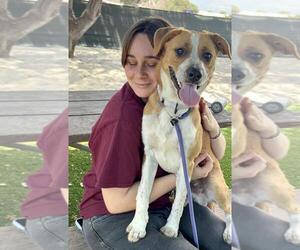 Texas Heeler Dogs for adoption in Santa Barbara, CA, USA