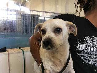 Chug Dogs for adoption in Camarillo, CA, USA