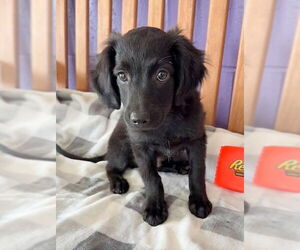 Spaniel-Unknown Mix Dogs for adoption in Genesee, WI, USA