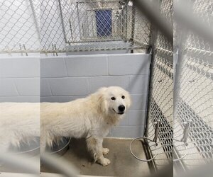 Great Pyrenees Dogs for adoption in Georgetown, KY, USA