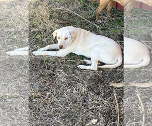 Labrador Retriever-Unknown Mix Dogs for adoption in Slidell, LA, USA