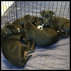 Bullboxer Pit Dogs for adoption in Newark, DE, USA