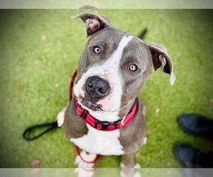 American Pit Bull Terrier Dogs for adoption in Orlando, FL, USA
