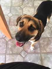 Shepweiller Dogs for adoption in DeLand, FL, USA