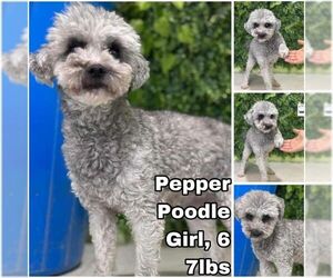 Mutt Dogs for adoption in Seattle, WA, USA