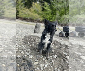 Border Collie-Unknown Mix Dogs for adoption in Bellingham, WA, USA