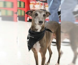 Italian Greyhound Dogs for adoption in Richardson, TX, USA